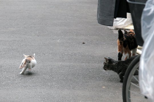 街のねこたち