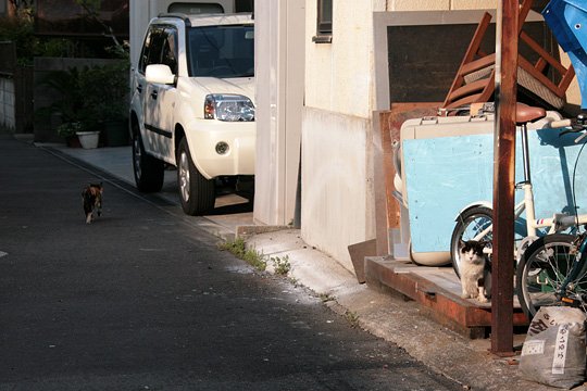 街のねこたち