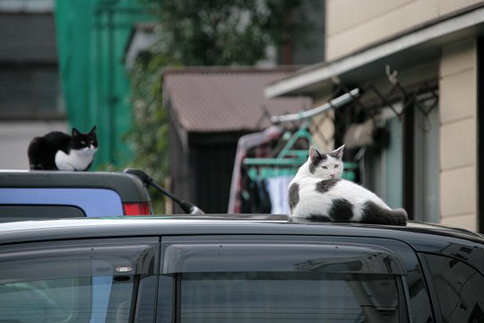 街のねこたち
