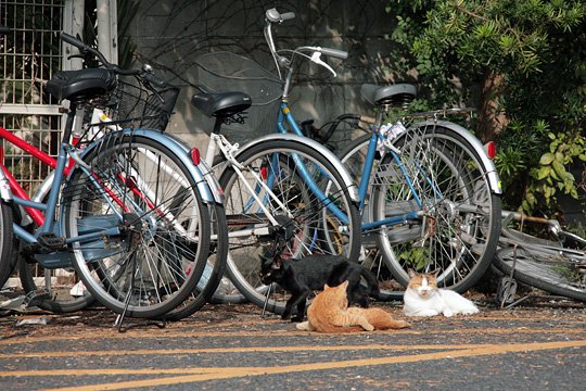 街のねこたち