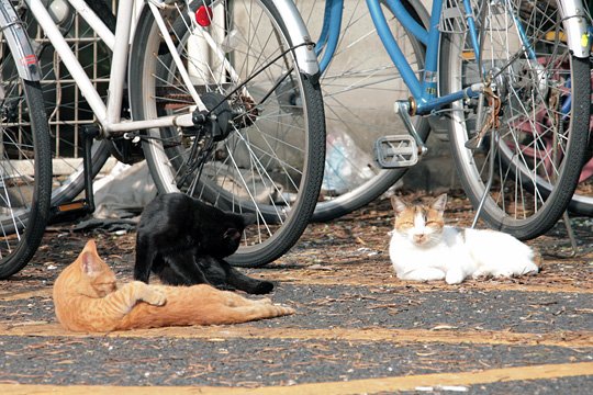 街のねこたち