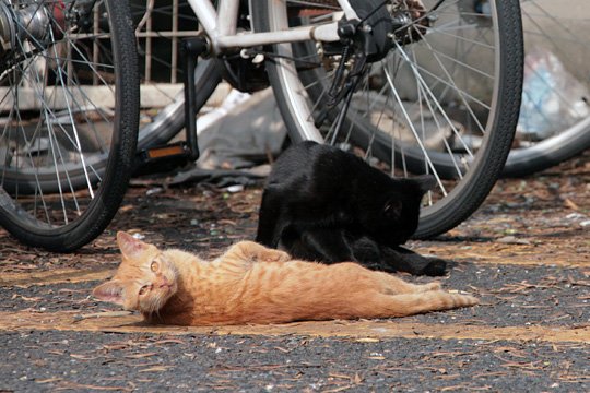街のねこたち