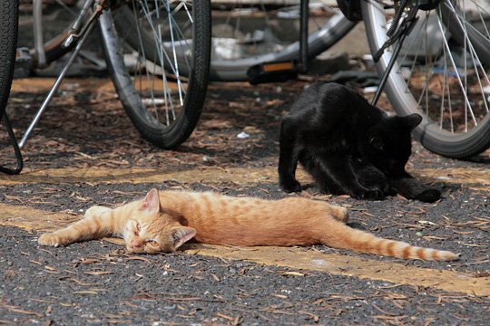 街のねこたち