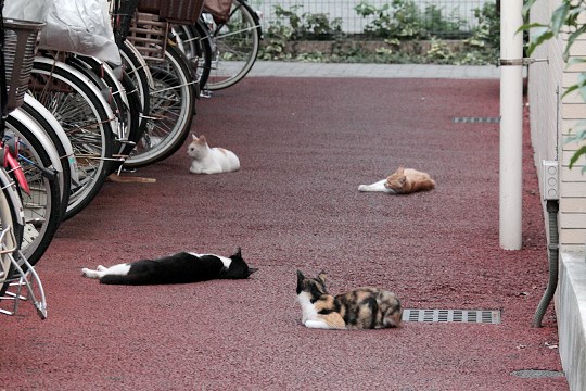 街のねこたち
