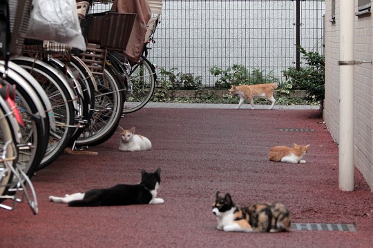街のねこたち