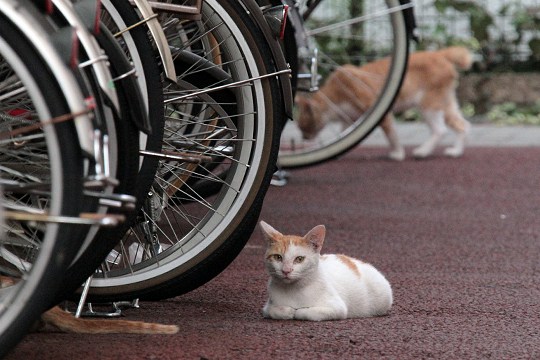 街のねこたち