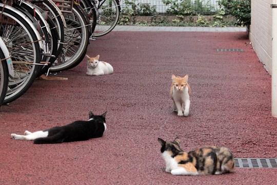 街のねこたち
