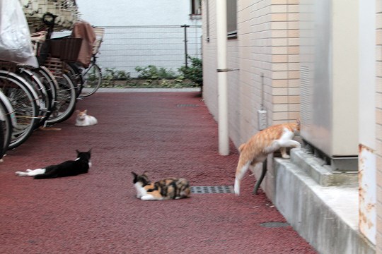 街のねこたち
