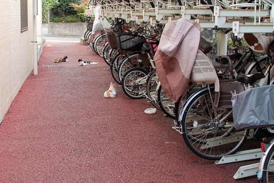街のねこたち
