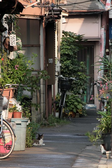 街のねこたち