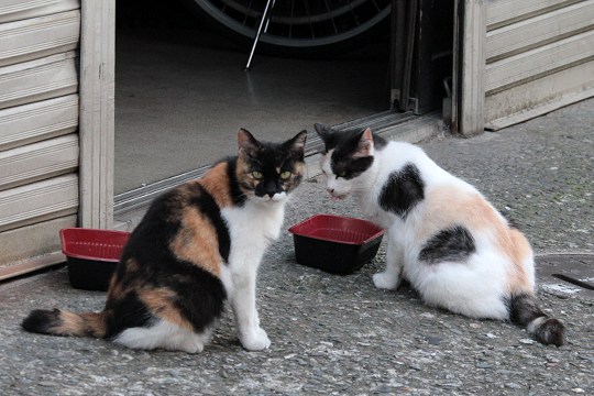 街のねこたち