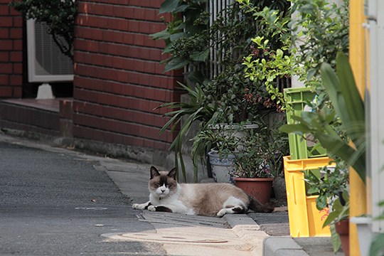 街のねこたち