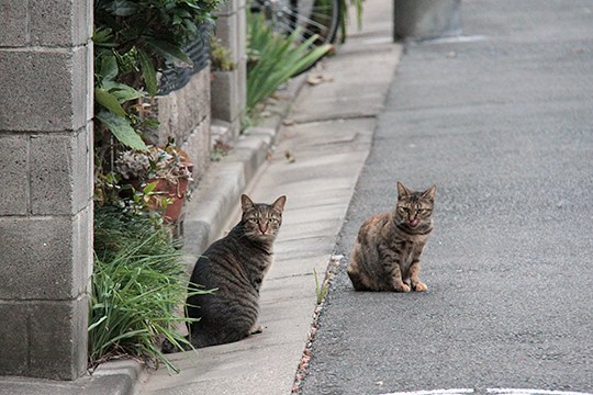 街のねこたち