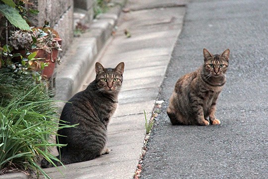 街のねこたち