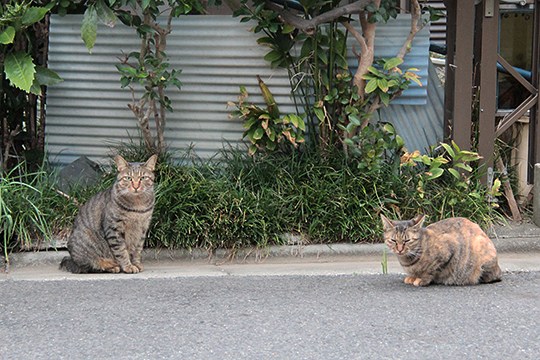 街のねこたち