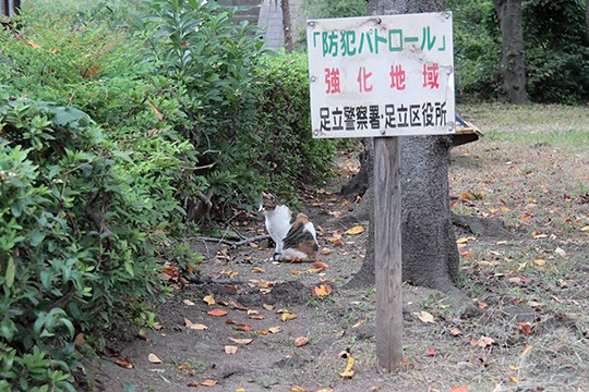 街のねこたち