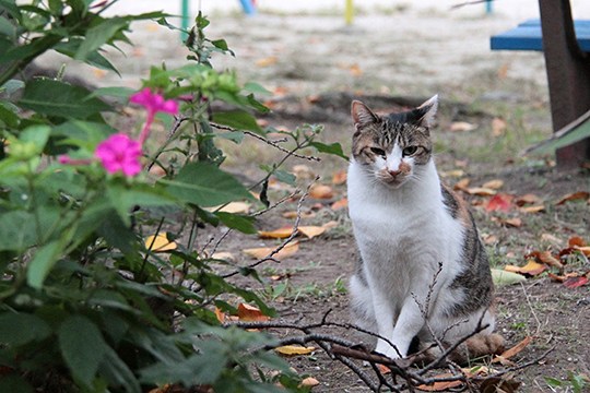 街のねこたち