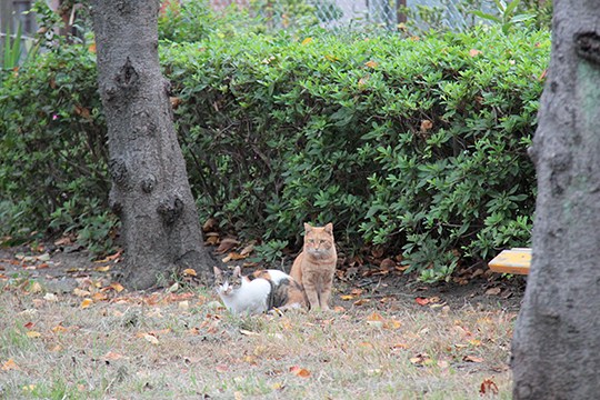 街のねこたち
