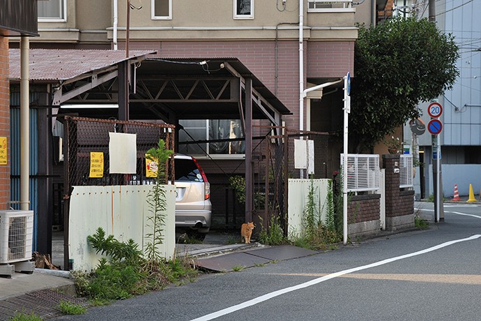 街のねこたち