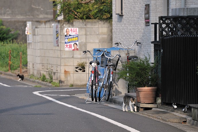 街のねこたち