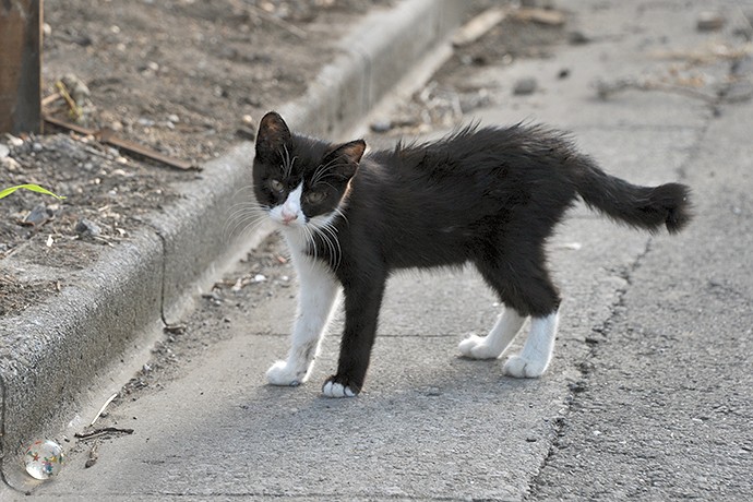街のねこたち