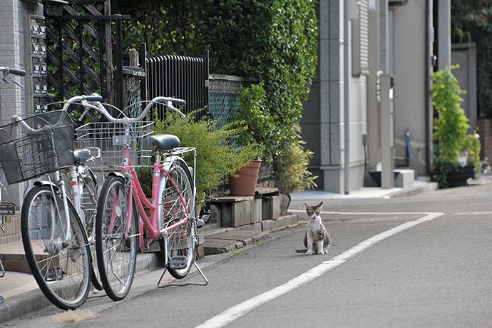街のねこたち