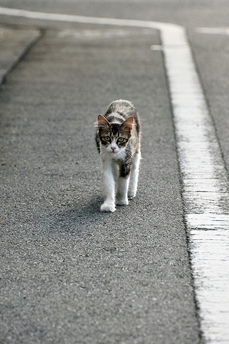 街のねこたち