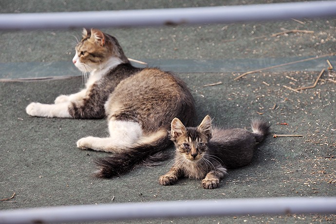 街のねこたち