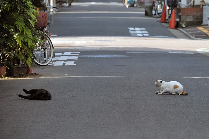 街のねこたち