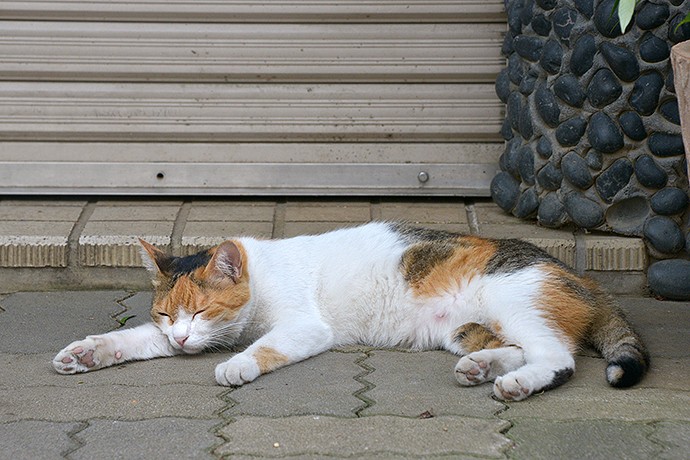 街のねこたち