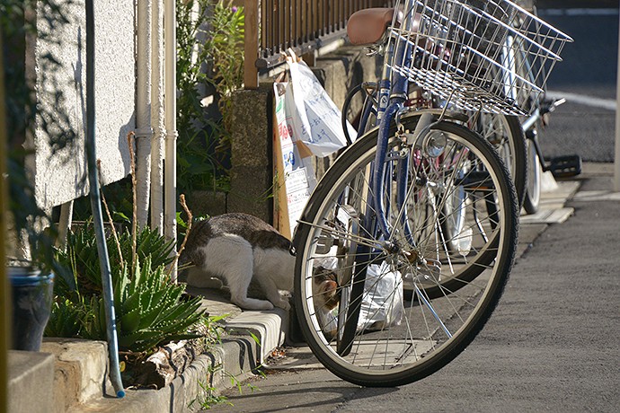 街のねこたち