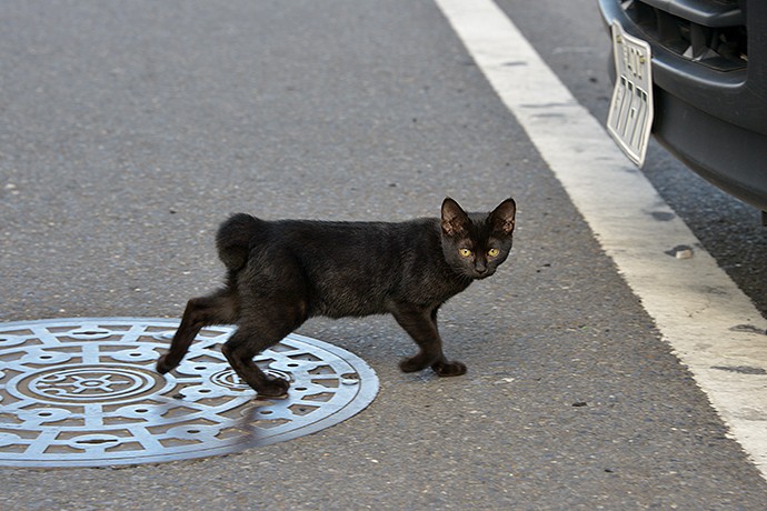 街のねこたち