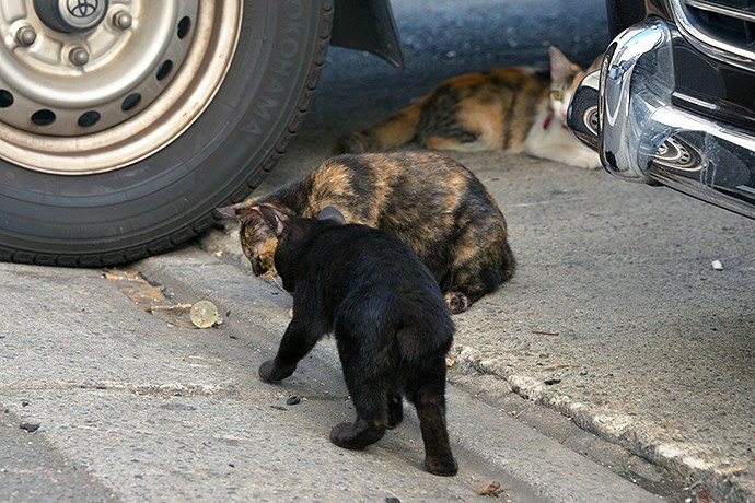 街のねこたち
