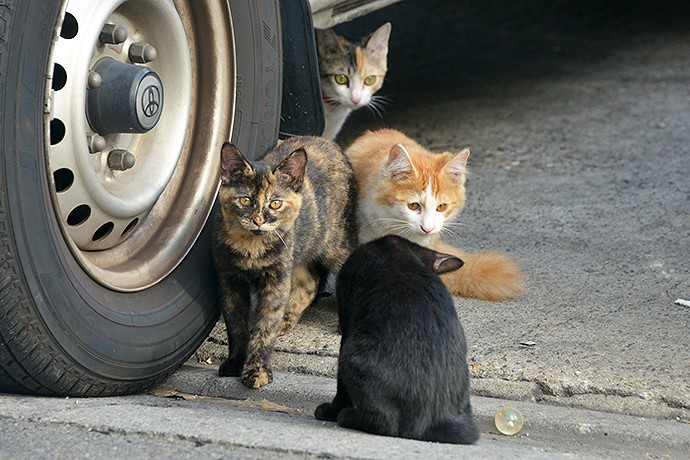 街のねこたち