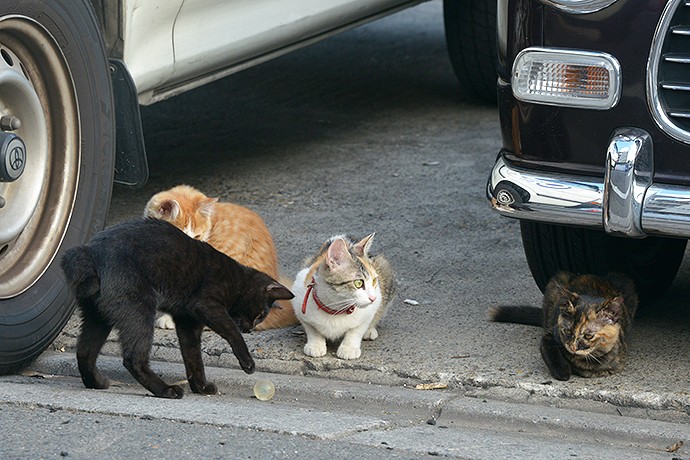 街のねこたち