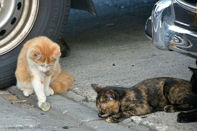 街のねこたち