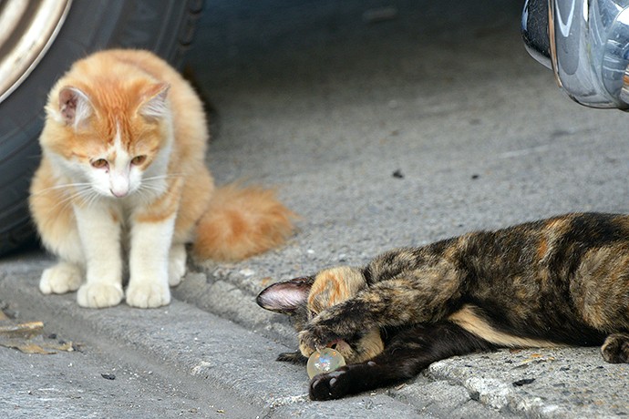 街のねこたち