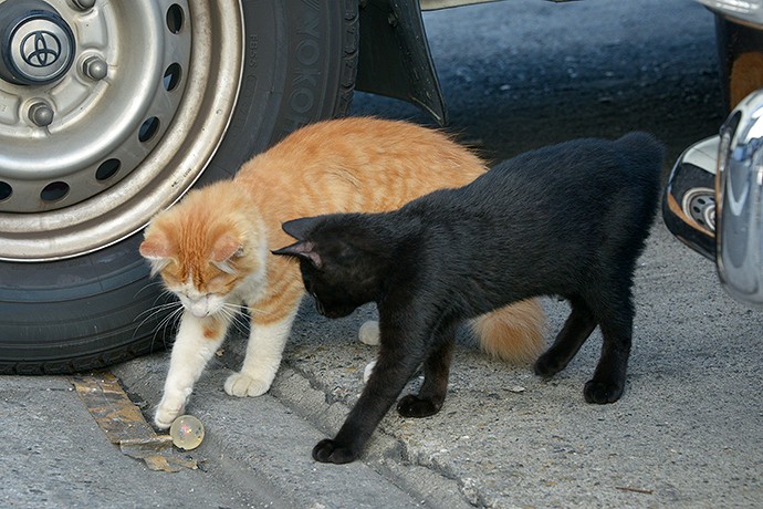 街のねこたち