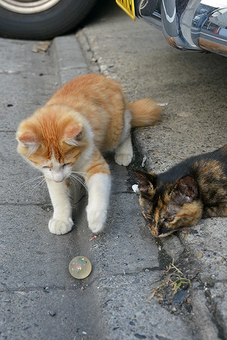街のねこたち