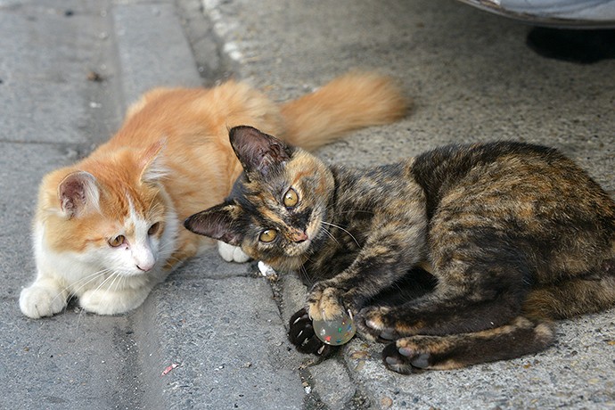 街のねこたち