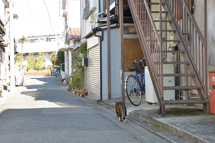 街のねこたち