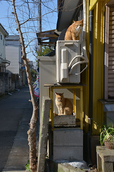 街のねこたち
