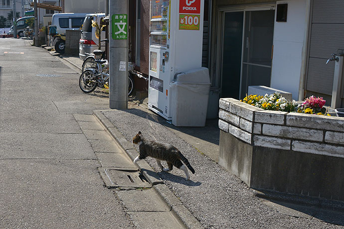 街のねこたち