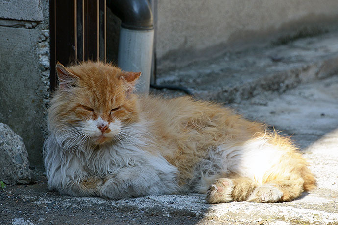 街のねこたち