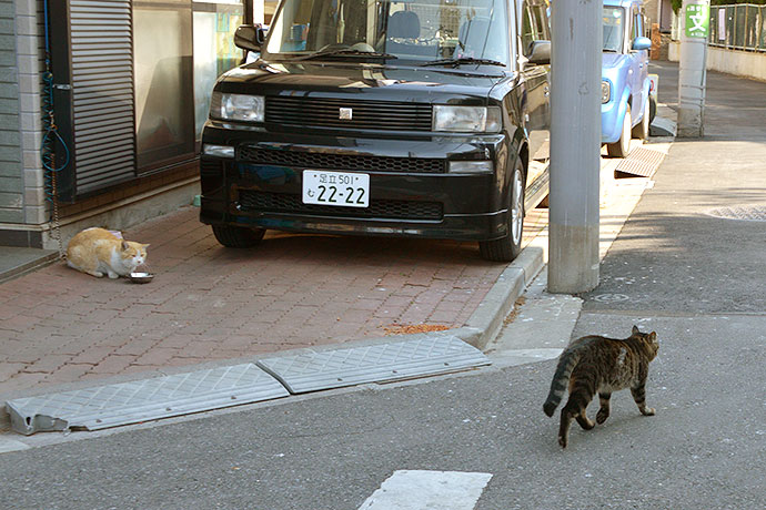 街のねこたち