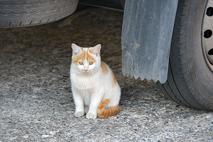 街のねこたち