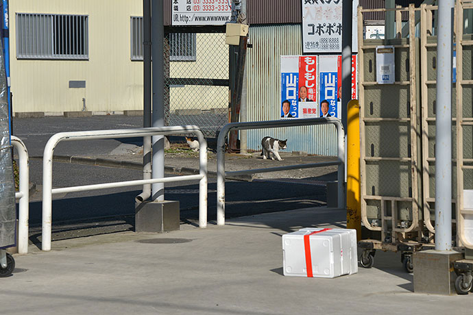 街のねこたち