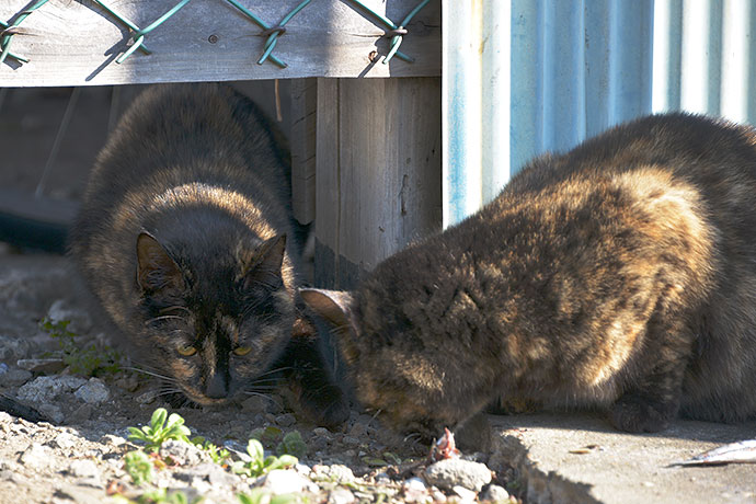 街のねこたち