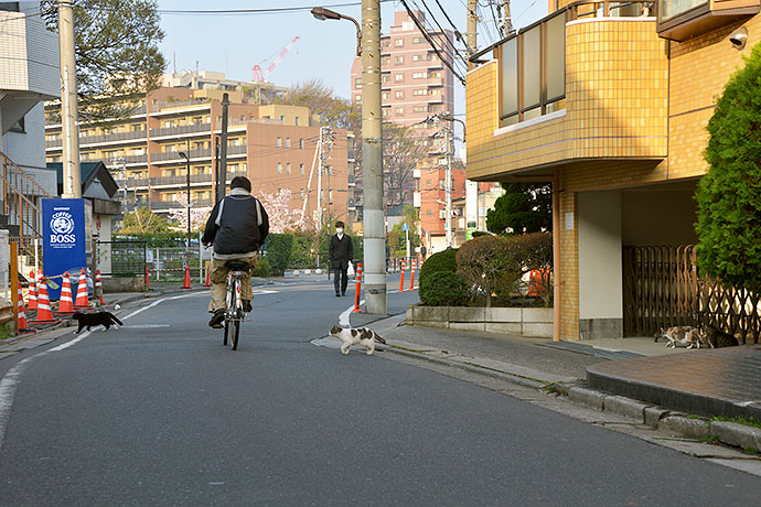 街のねこたち