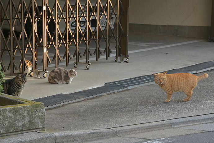 街のねこたち